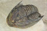 Dalejeproetus Trilobite - Uncommon Moroccan Proetid #98643-4
